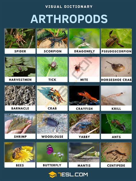 Why Arthropods Reign Supreme: The Phenomenal Success of Earth's Most Dominant Animal Group
